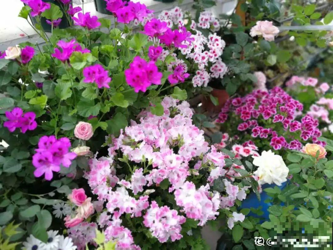 这花真便宜，不用一百块摆满一阳台，花多得看不见叶子！