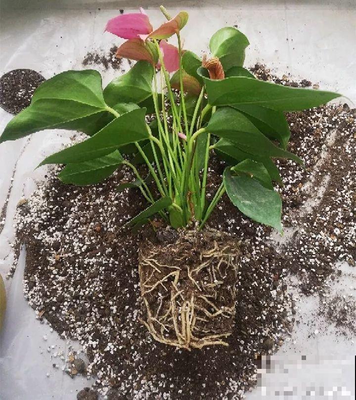 月季盆里加点它，花开不断，比地栽长得还壮实！
