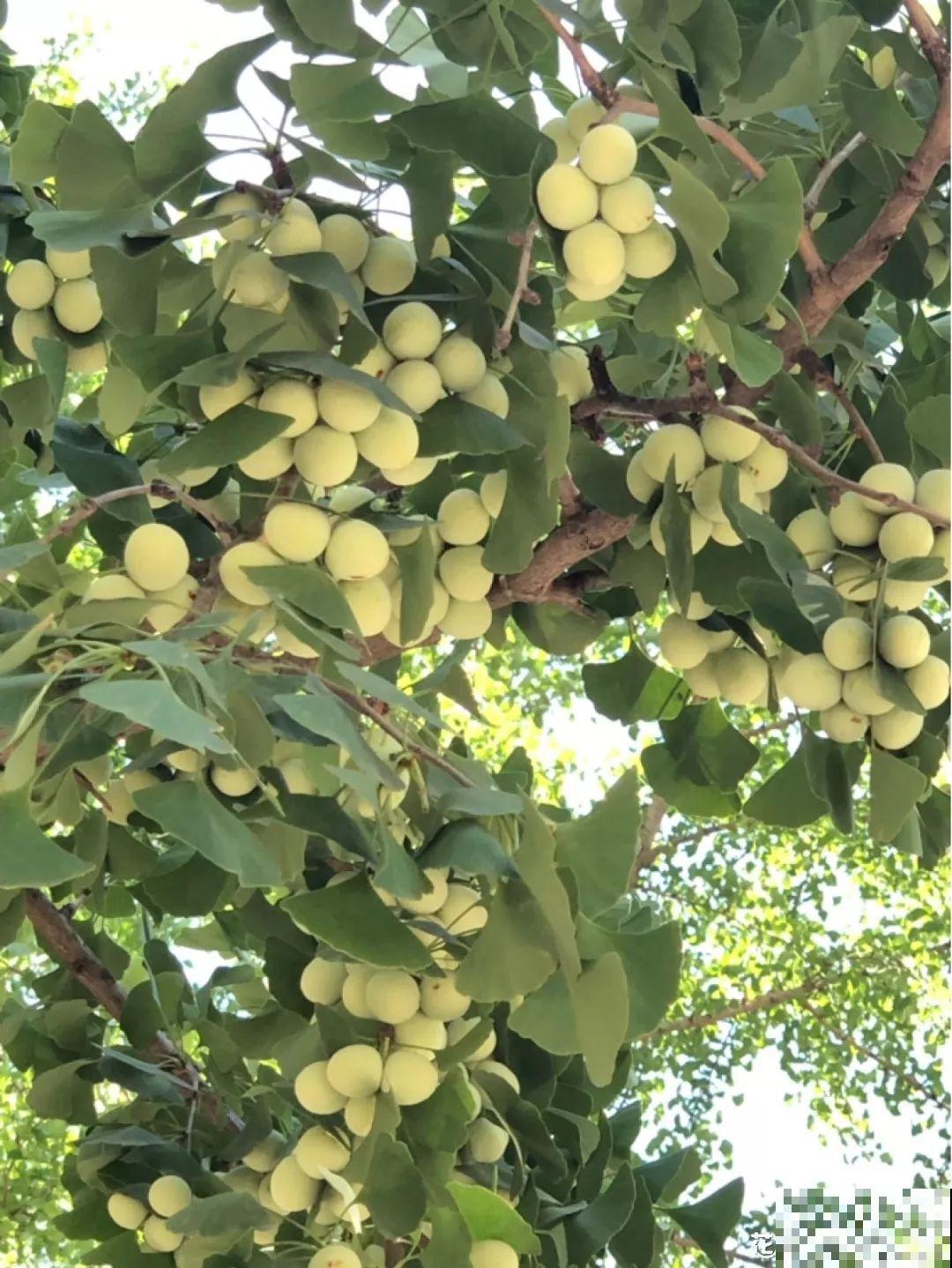 家里种棵守家树，夏天乘凉秋天结果，越养越有福气！