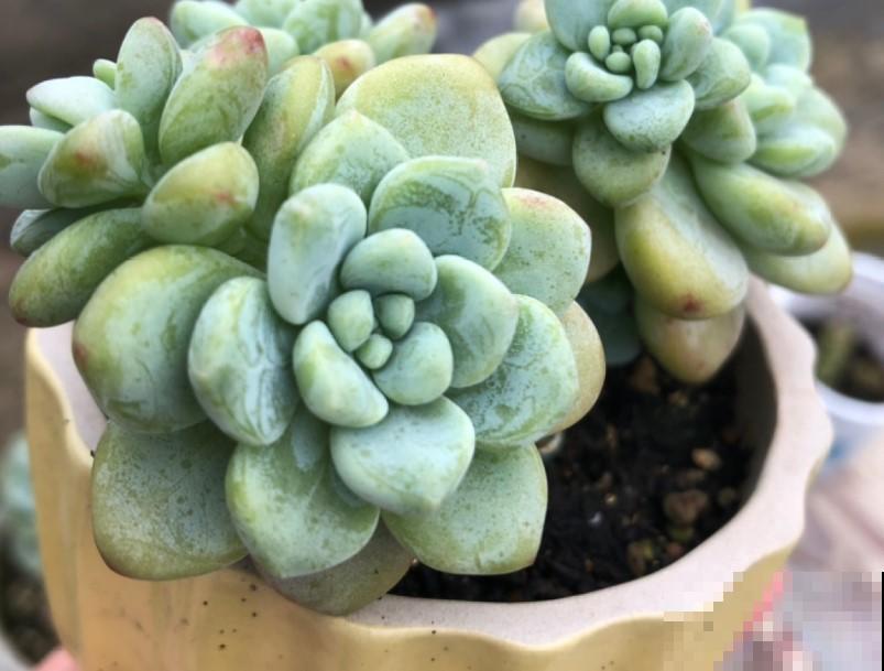 秋天养多肉就养劳尔，养在阳台香香的，一不小心就变成暴发户！
