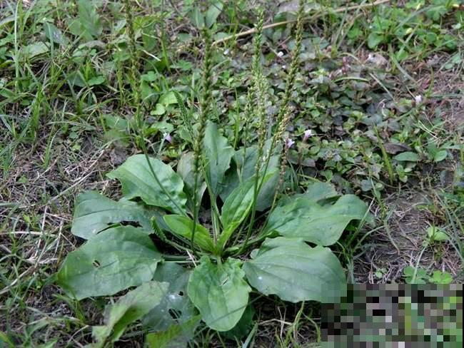 野外这杂草春天能赏叶，秋天挖出来能卖大价钱，你家门口就有！