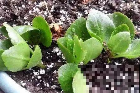 扦插正是好时候，1盆变10盆，还能分给邻居！