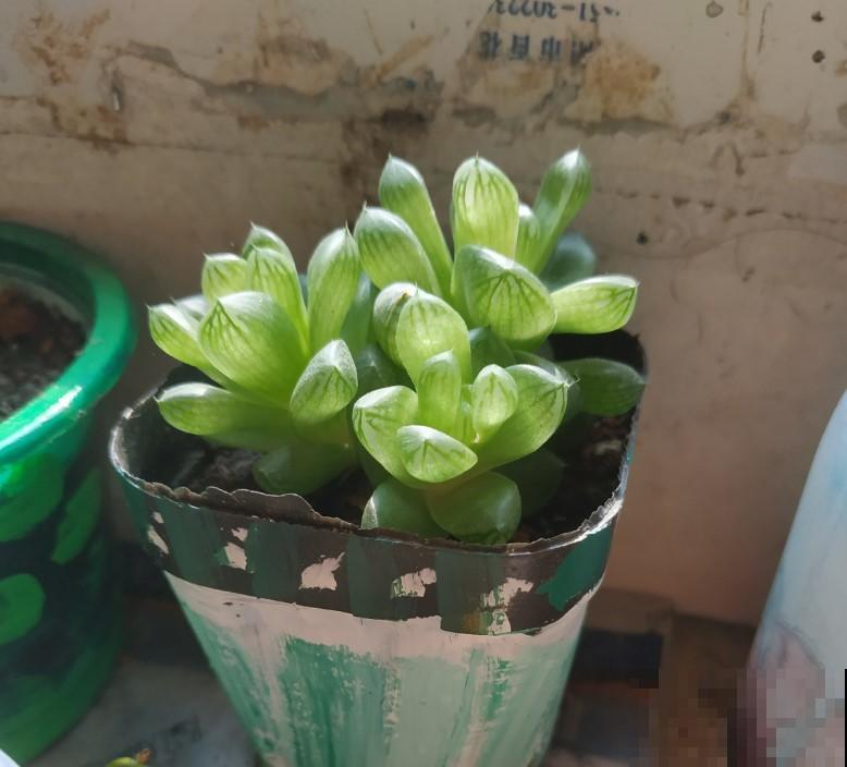 这几种盆栽植物摆在卧室再适合不过了，简单好养，还能装饰卧室！