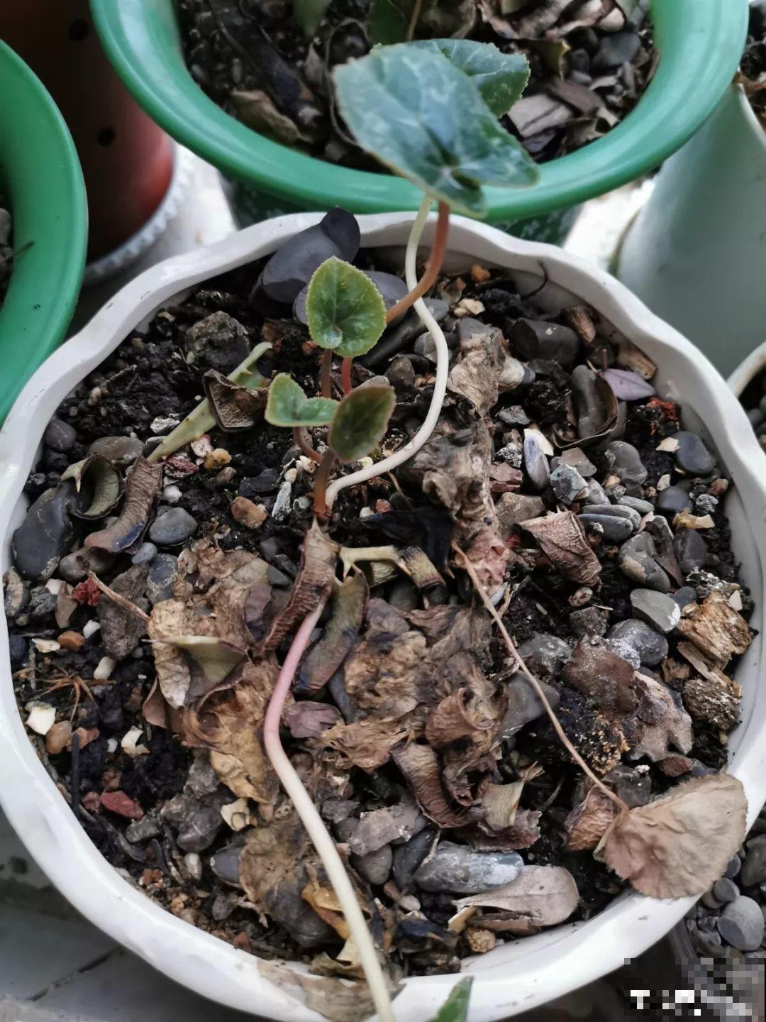 这8种夏天的休眠的花，秋天一醒就长个，满盆窜花苞！