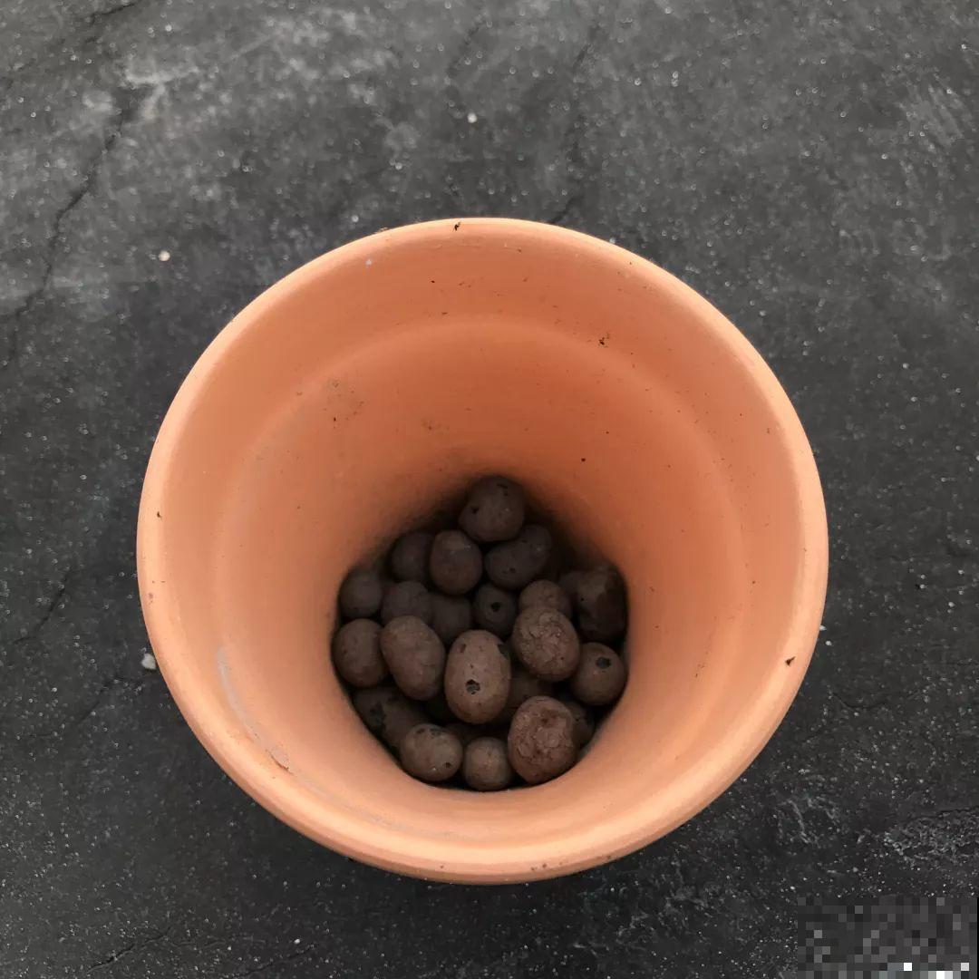换盆时机到了，有这花赶紧换，叶子疯长猛开花！