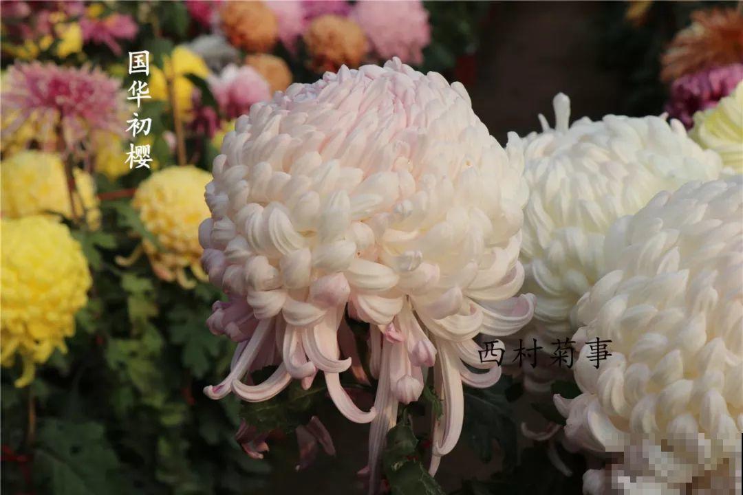 秋天啥花都可以不养，唯独这1种，100盆都不嫌多！