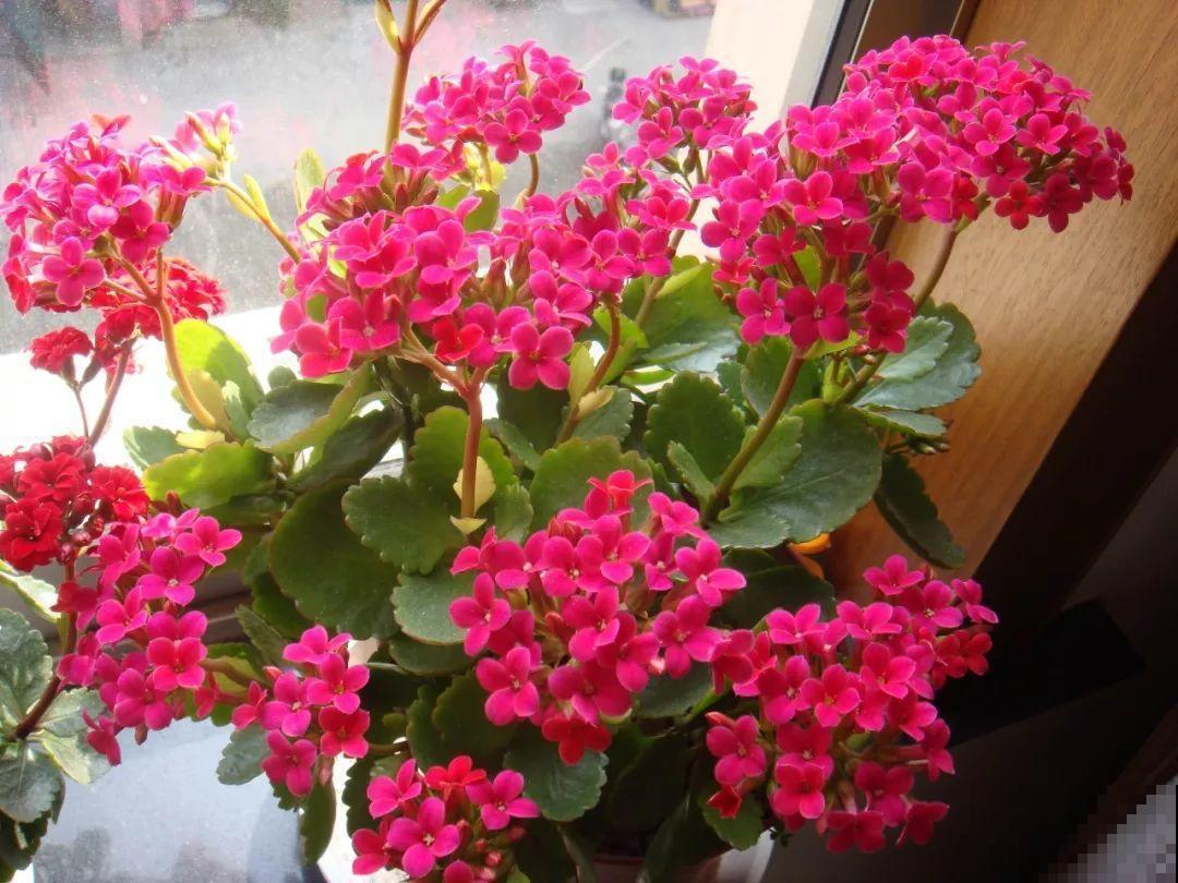 长寿花剪一刀喂点肥，花苞蹭蹭冒，叶子油绿又茂盛！