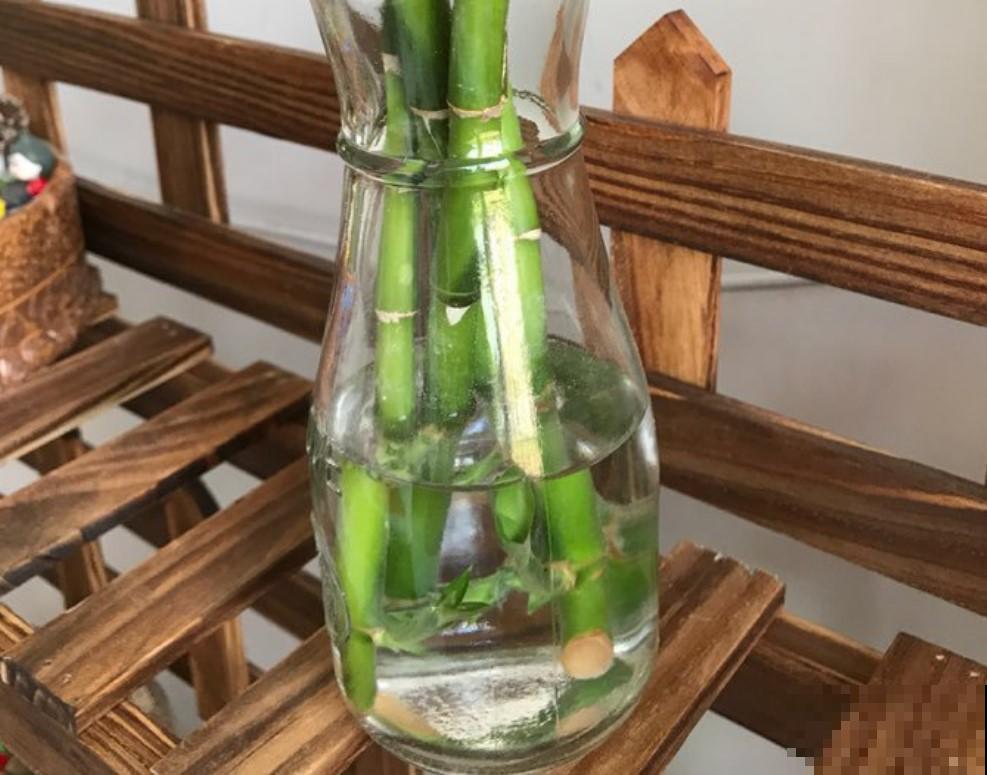 往水培富贵竹里面加点东西，叶绿的滴油，茂盛又能开花！