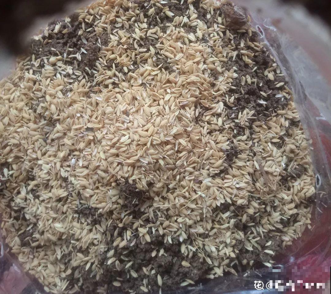 把花插在油桶里，疯狂晒7天，开成大花柱！