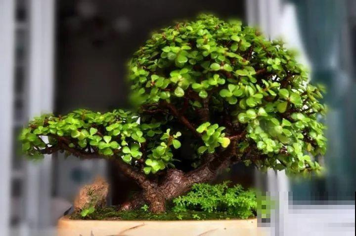 金枝玉叶换换土，比施肥都管用，瘦弱的嫩枝照样养成老桩！