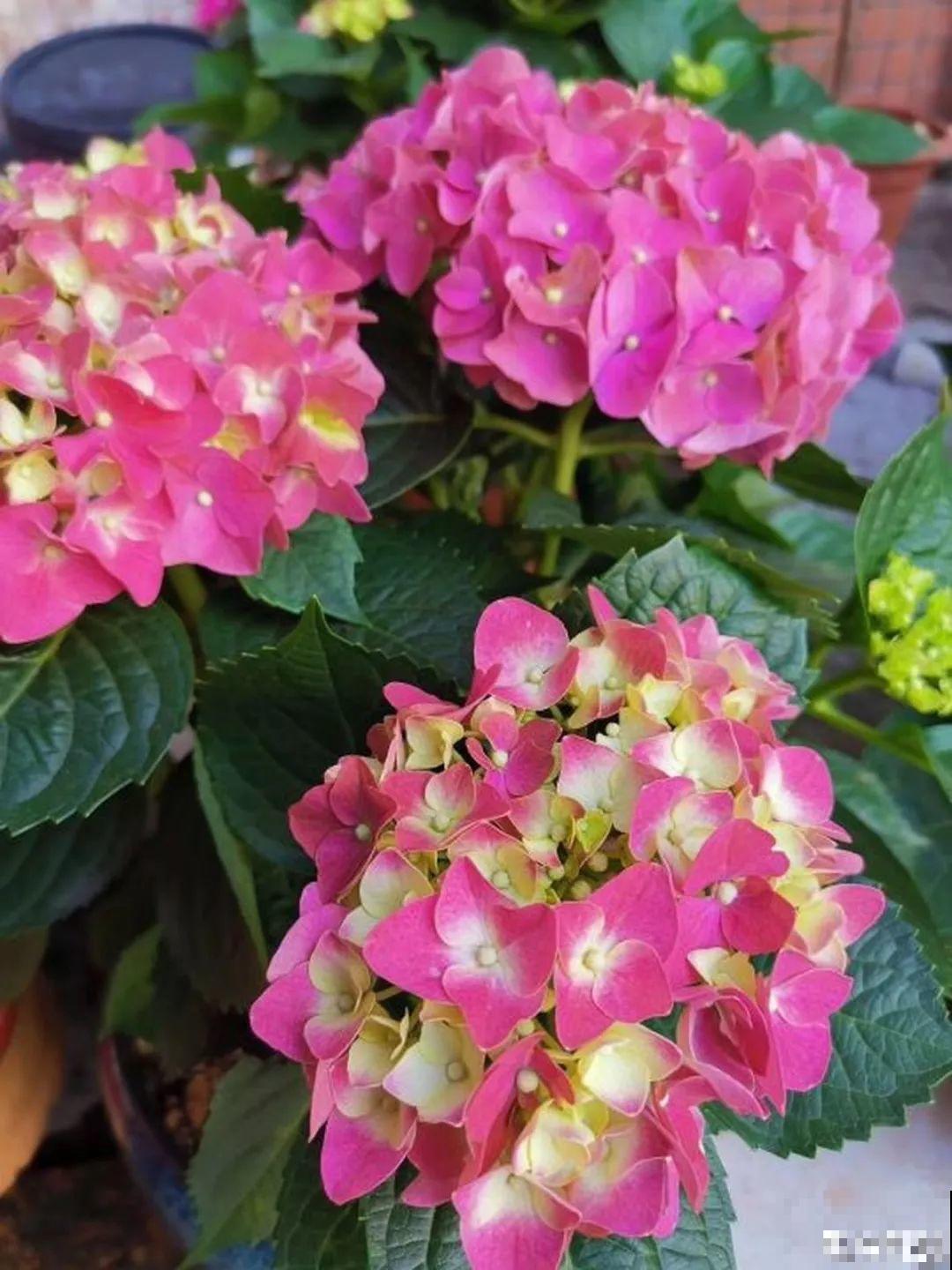 这花一开就成球，耐阴又好养，团团圆圆真喜庆！