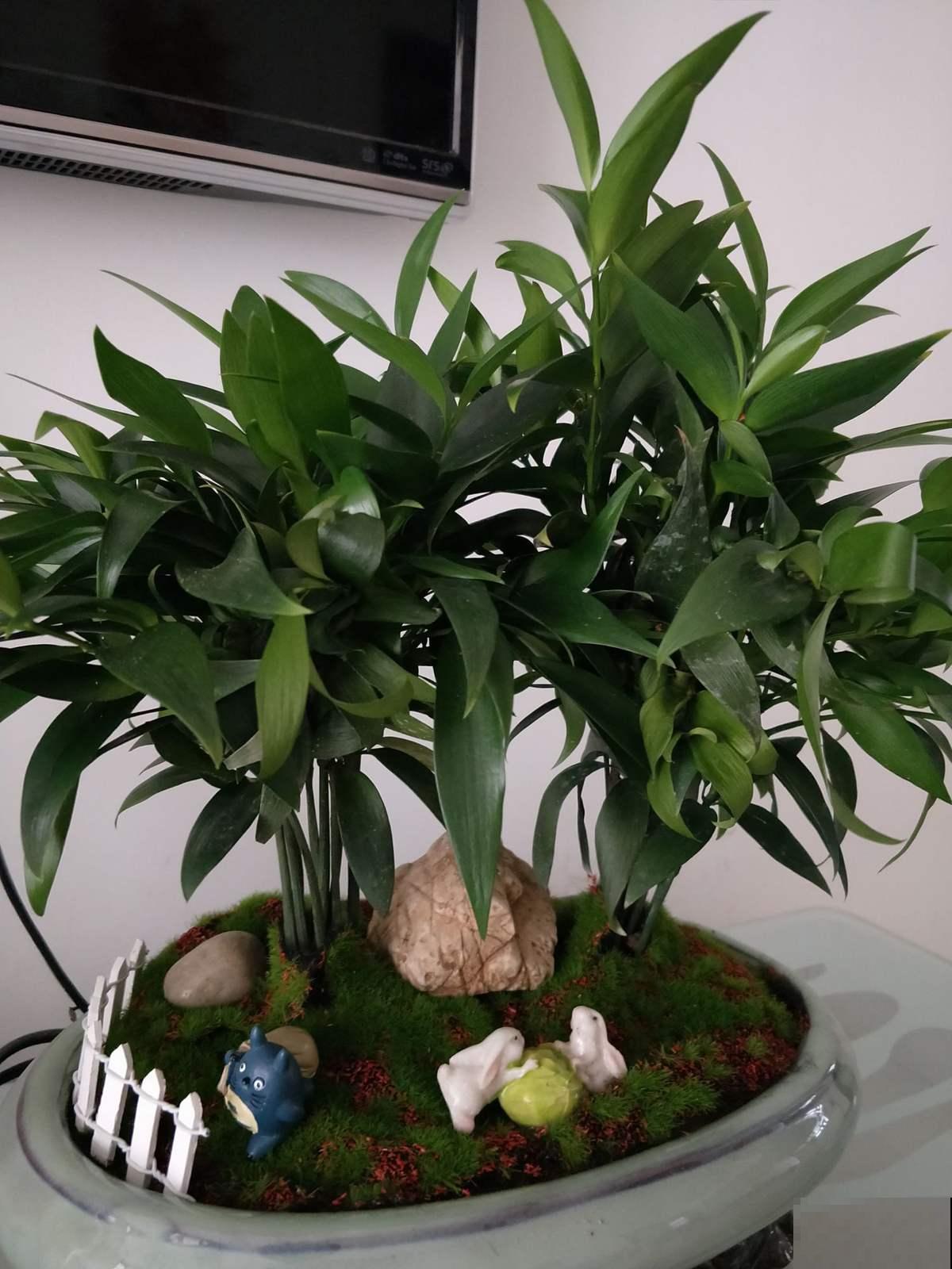 想让富贵竹秋季也能不黄叶，赶紧做这个小动作，几天就能呼呼长！