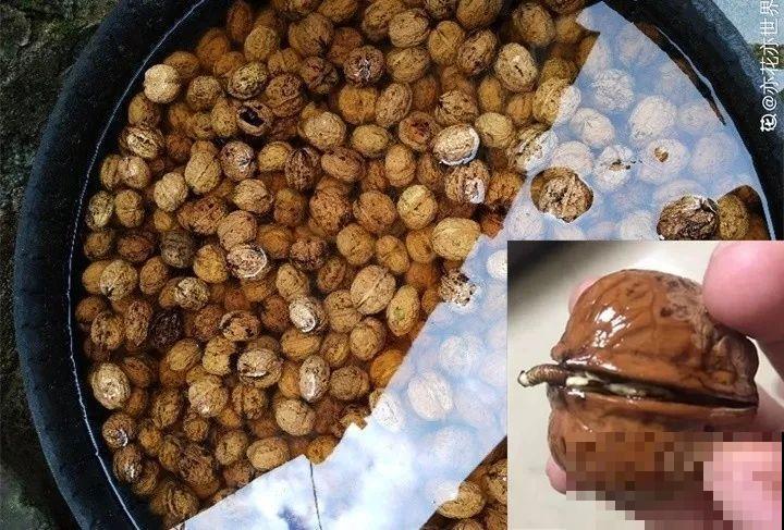 路边银杏摘个果，回家一处理，变成阳台小盆栽！