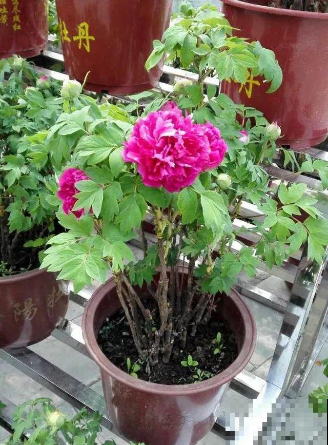 这4种花，就得大盆种，盆越大根越粗，越长越旺盛！