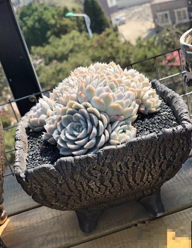 一排排的这种植物，整齐划一地放在阳台上，让人羡慕