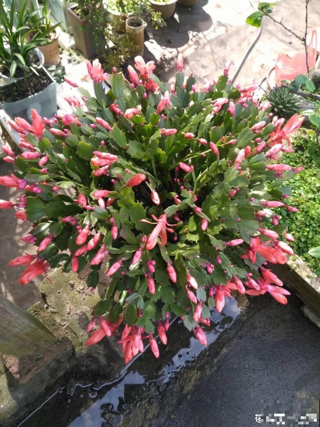 这8种夏天的休眠的花，秋天一醒就长个，满盆窜花苞！