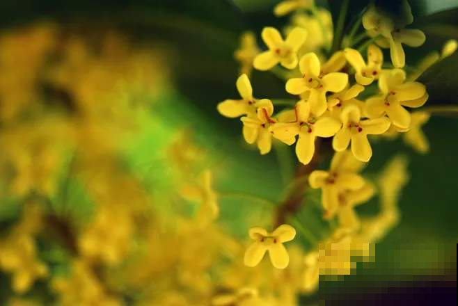 桂花现在按照这法子养，几天之后开成一团香雾，沁人心脾！