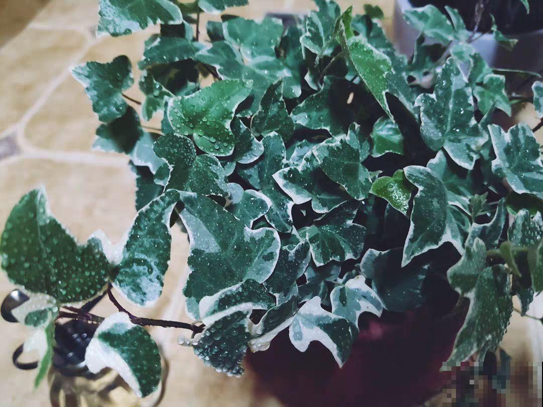 阳台养“银项链”，两周就能发芽，比观花的植物还美！