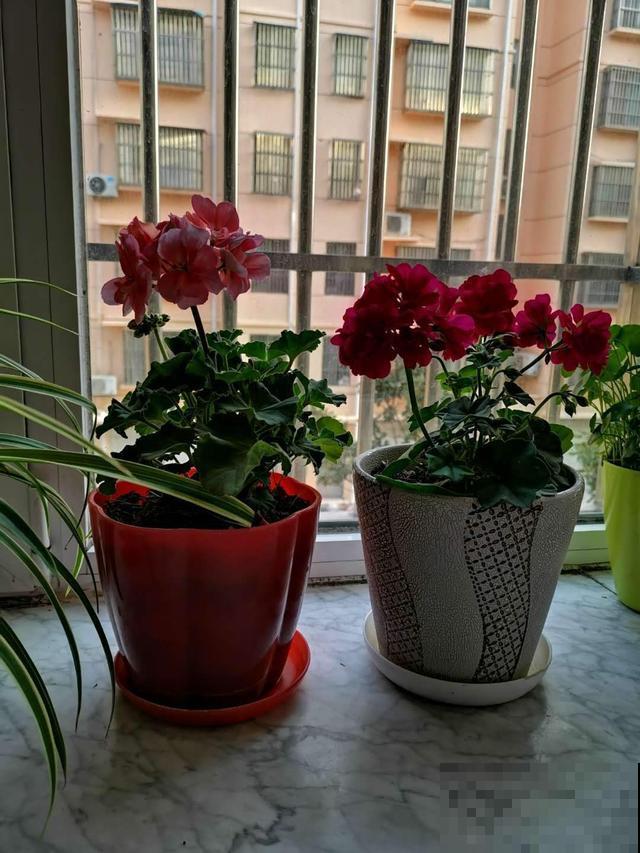 名字好听又适合冬天养，学会这几个技巧，天竺葵枝枝挂花苞