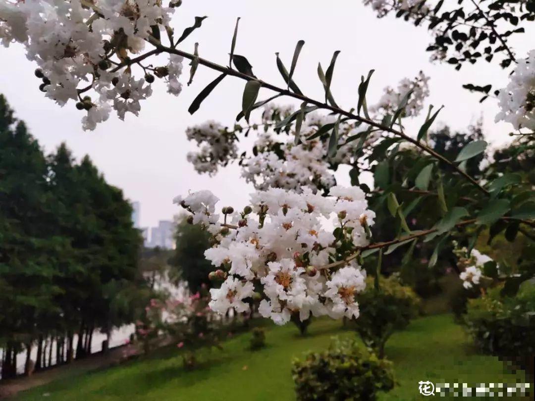 没人要的路边花，他搬回家养成宝，现在谁看了都想要！