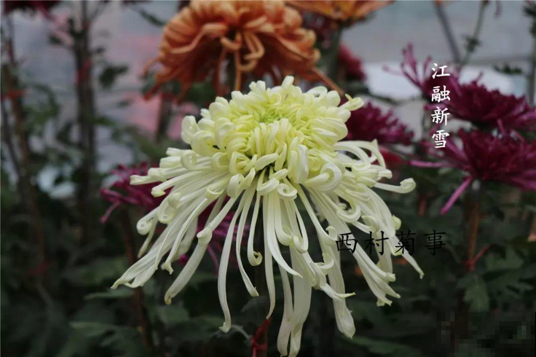 秋天啥花都可以不养，唯独这1种，100盆都不嫌多！