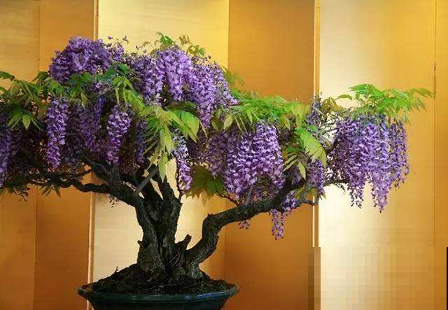 家里种这几种花的太幸运，养护得当能当传家宝，寓意吉祥代代传！