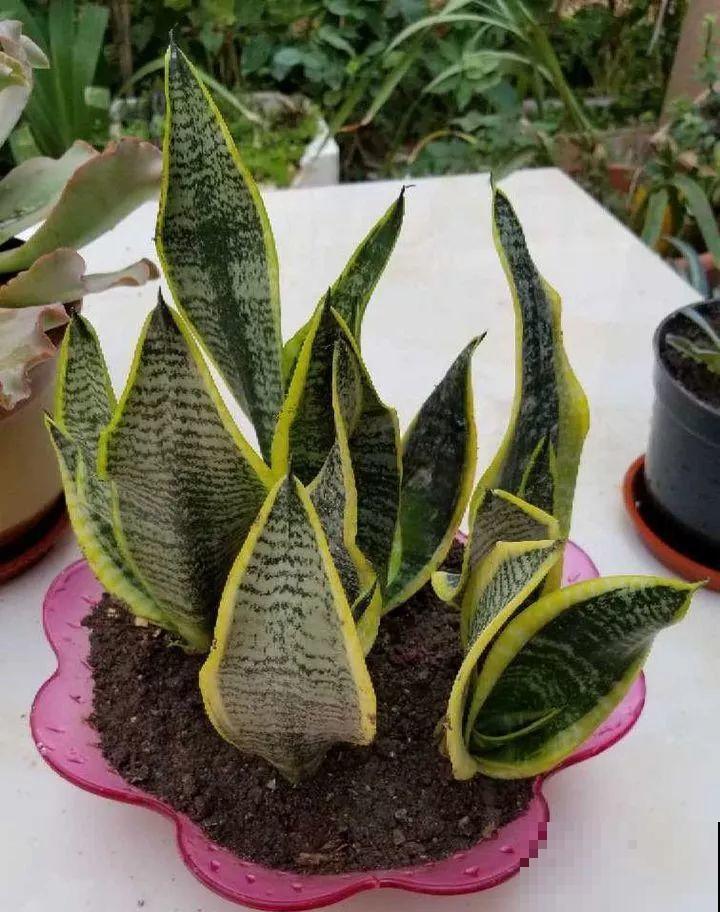 这花就得穷养，塞进小盆，少浇水，越长越旺