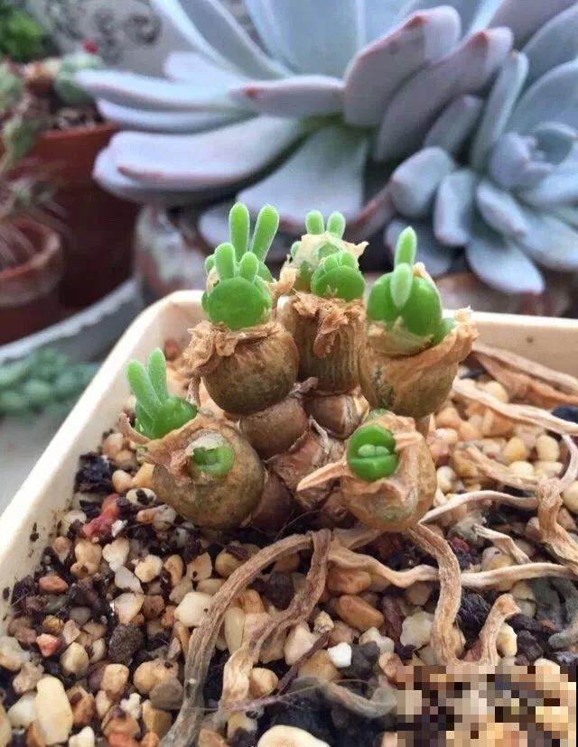 这6种有趣花，长了一圈小尾巴，谁看了都想摸！