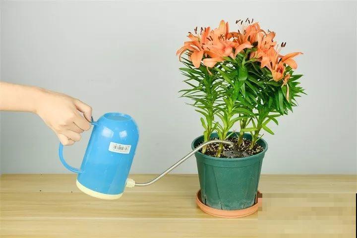 秋天养它寓意好，7天一瓢水，花开一串十几朵！