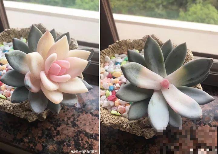秋天别买这8种花，一回家就掉苞，养不活要后悔！