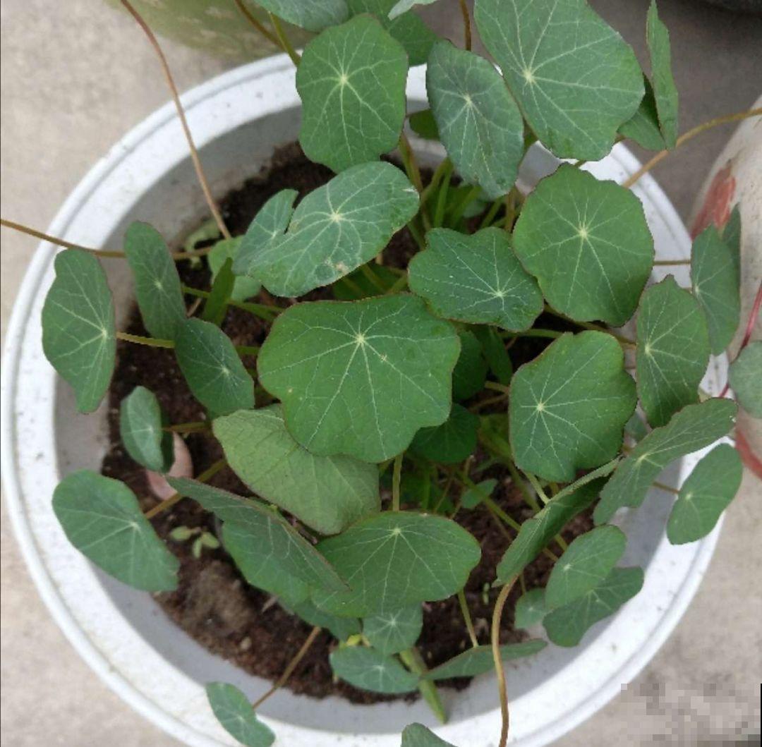 叶子像铜钱草的花，年年爆成大花球，春秋两季都在开！