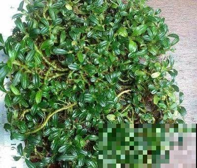 比铜钱草好看百倍的花，7天爆满一大缸，多到家里堆不下！