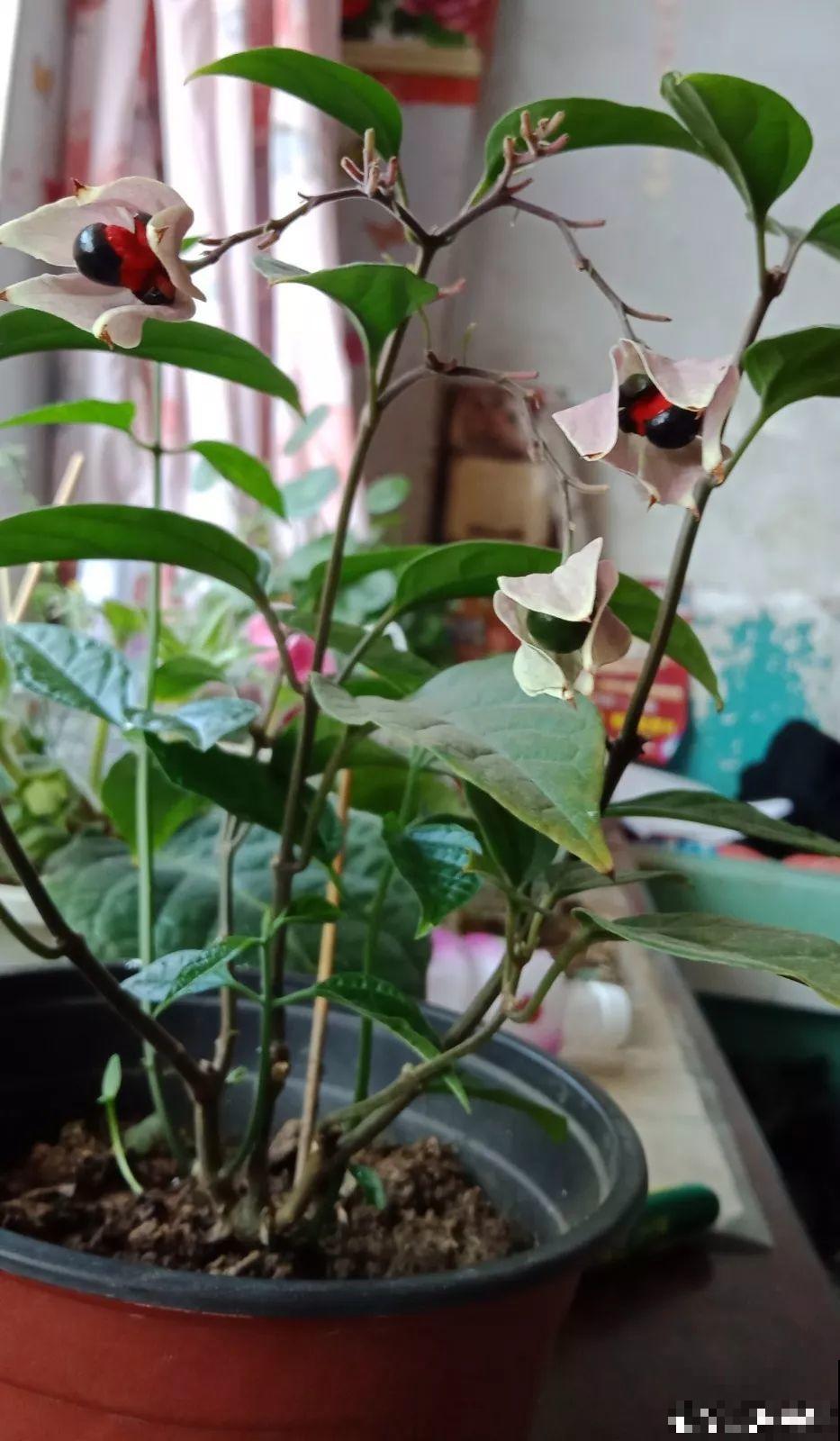 这花全年无休，能爬藤能开花，白珠子一个接一个！