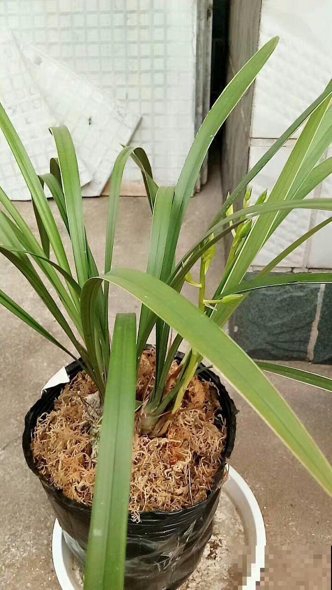 阳台养“银项链”，两周就能发芽，比观花的植物还美！