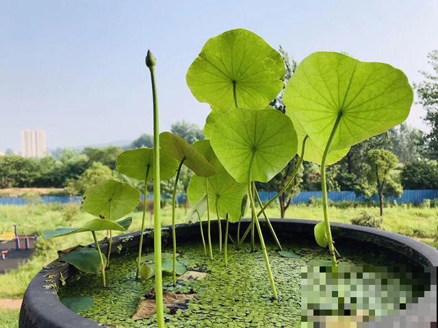 直接把肥料丢到水里？难过碗莲不开花，喜肥不耐肥的植物这样施肥