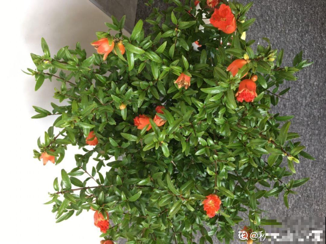 这花结满红果子，比菊花都好看，越养越上瘾！