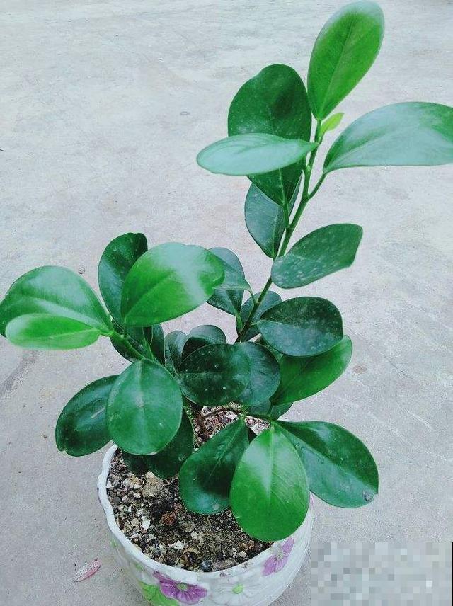 花养着就死了，一定是错了这几步，不知道这几个小技巧太亏了