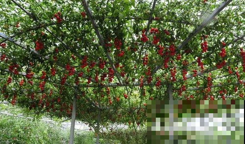 原来蔬菜长成树不是吹牛，一棵番茄结出几千斤，谁见了都啧啧称奇
