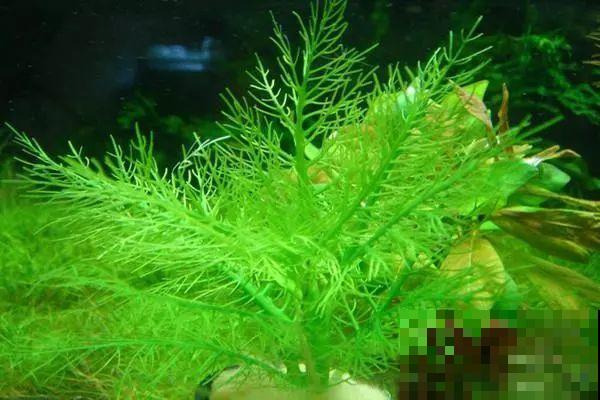 比铜钱草好看百倍的花，7天爆满一大缸，多到家里堆不下！