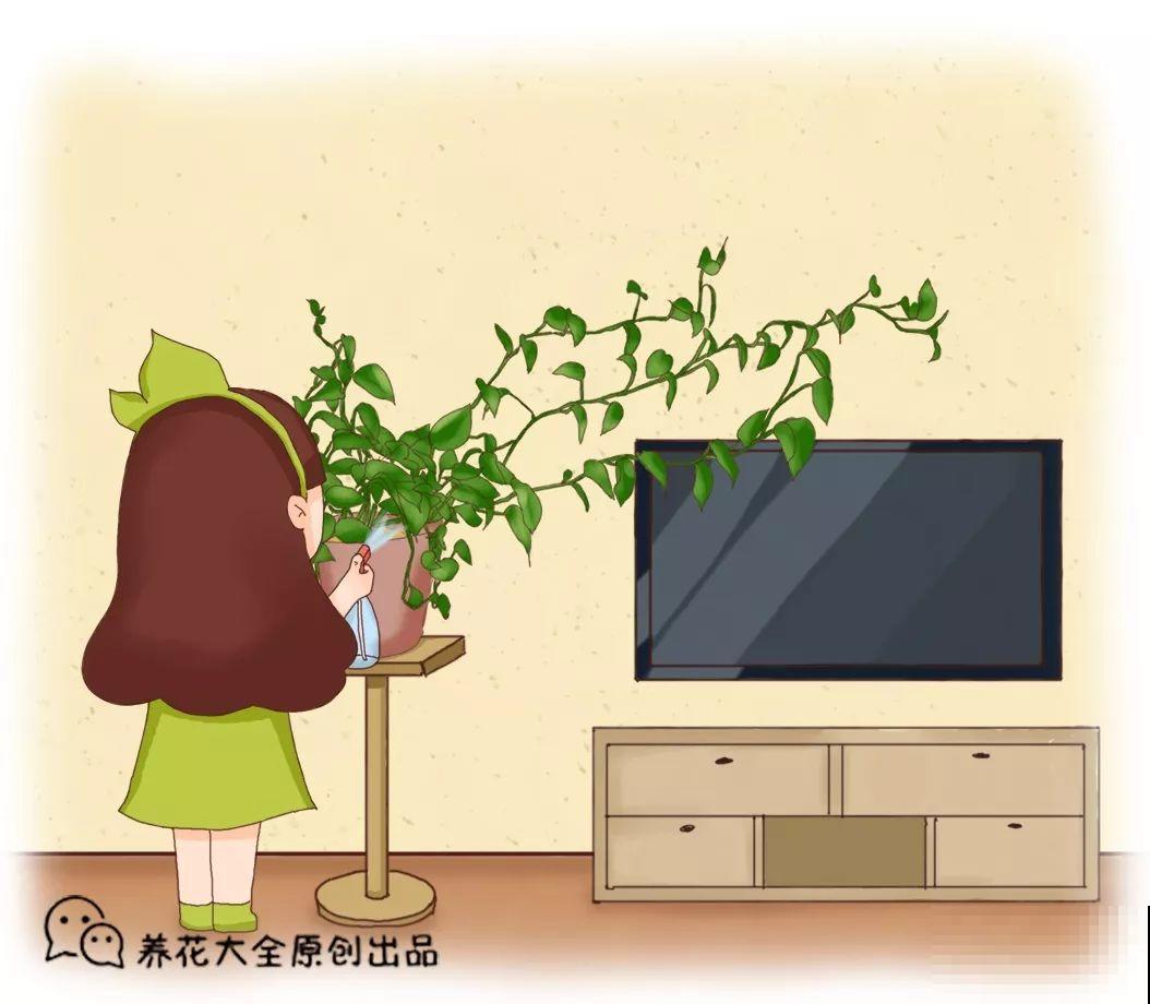 家里有这花，叶子沾灰不清洗，净化能力降到零！