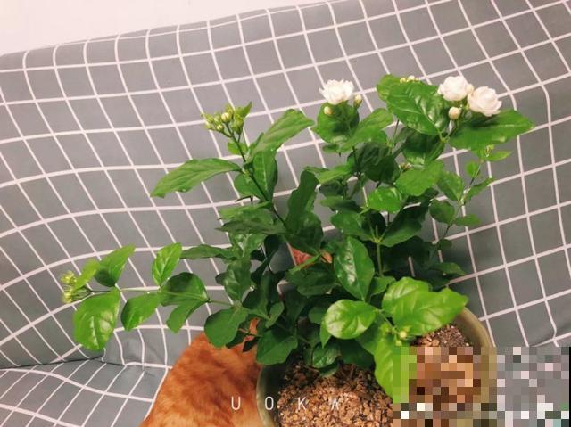 这种花秋冬这么养，明年开花成瀑布，现在明白还不晚