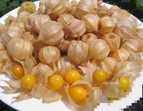 现在我们常吃的灯笼果，味道香甜，农村人都吃腻了！