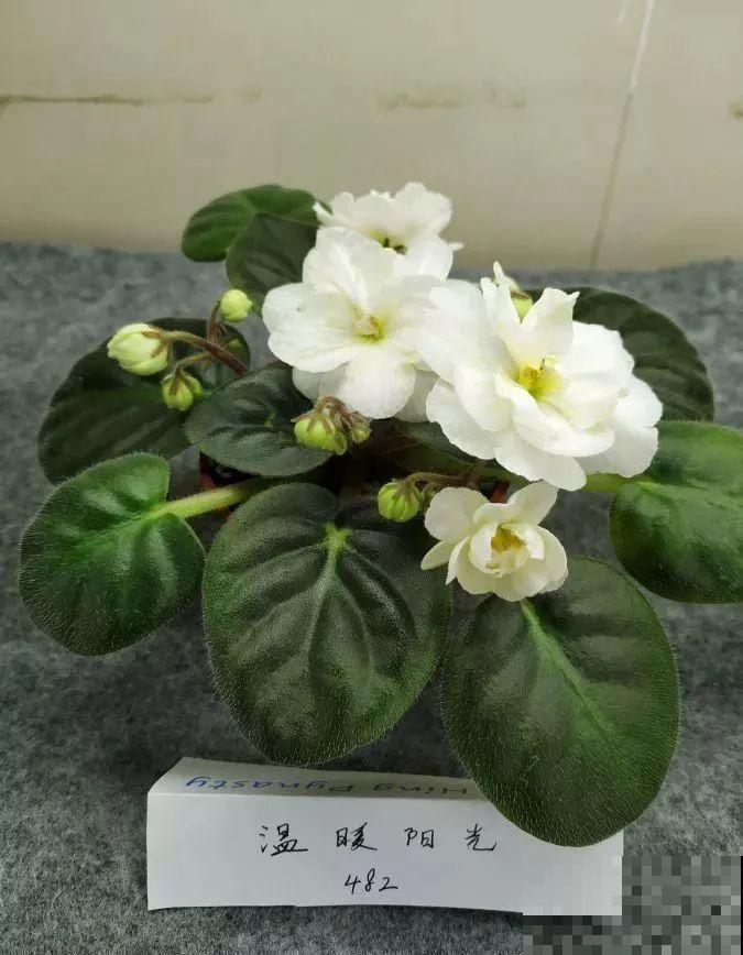 最耐阴的花就是它，光线弱也能开爆盆，越养越上瘾！
