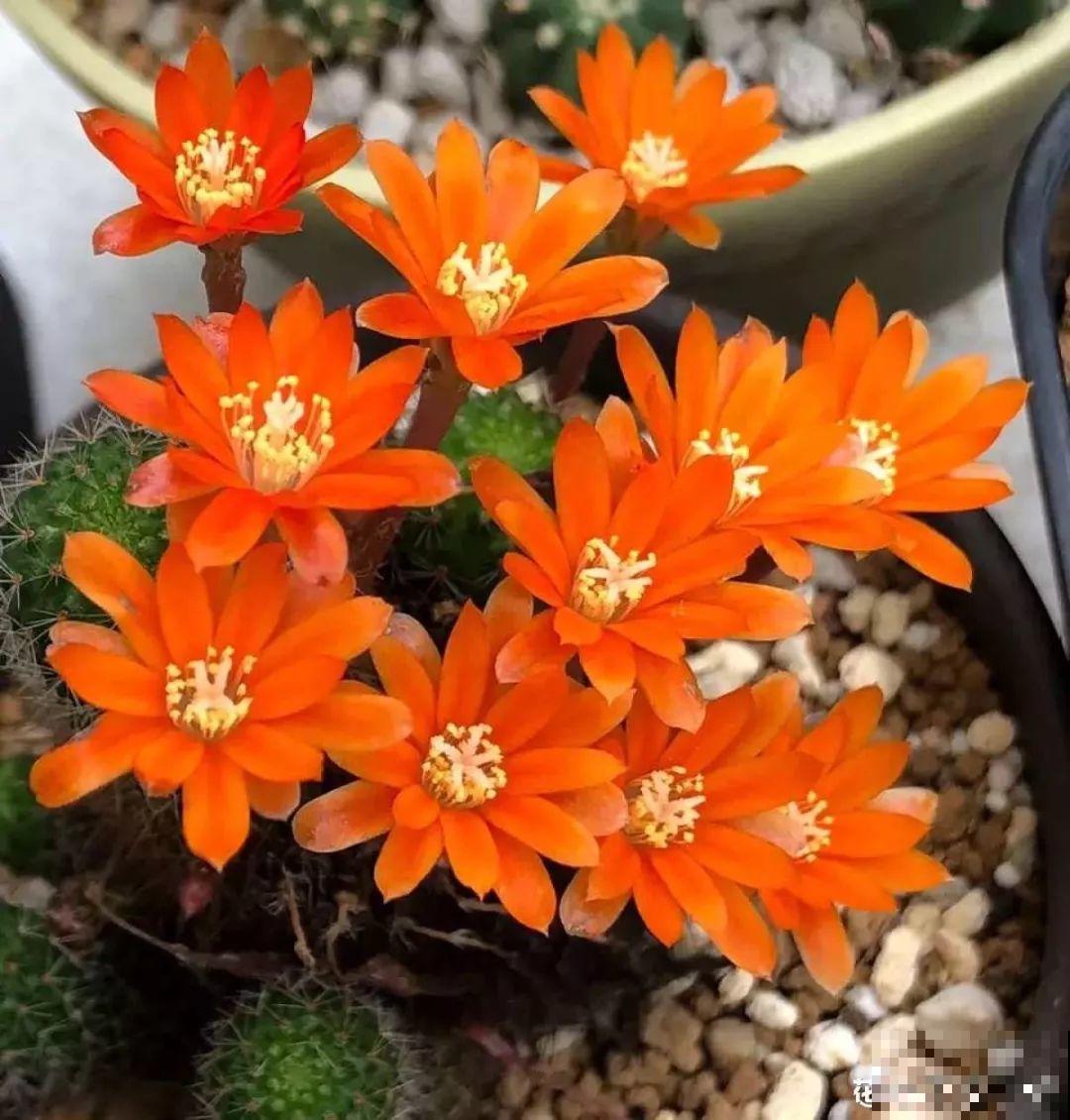 适合养在客厅里的4种花，喷一喷窜出花骨朵，漂亮上档次！