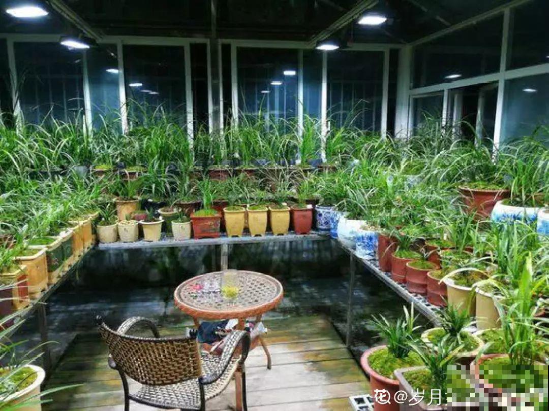 这花喜湿怕干，但指的是喷而不是浇，难怪养养就烂根了！