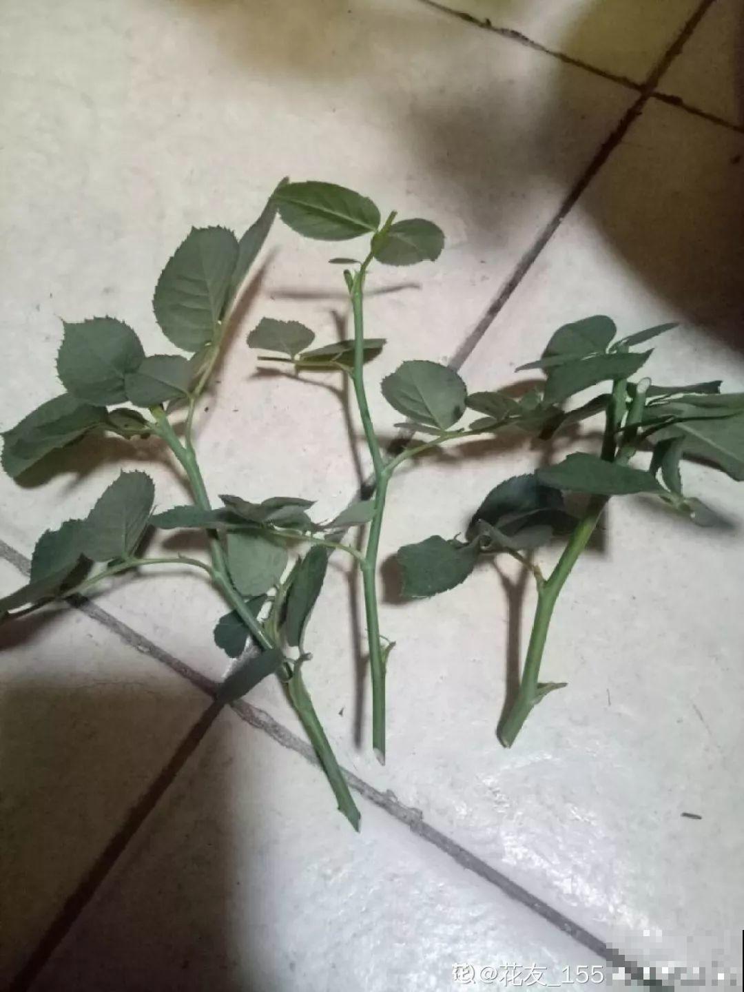 妈妈在门口插个枝，10天爆出大白根，3年窜满整面墙！