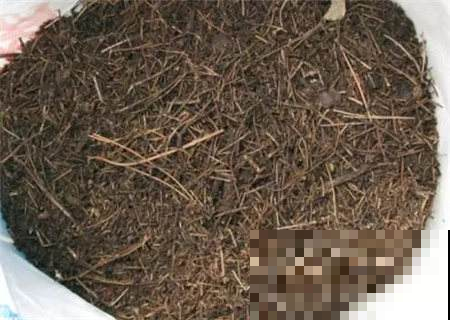 秋天捡点这东西，养花直接垫盆底，啥花都能呼呼长！