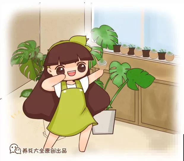 这花叶子长不大，开花只有拇指大小，姐姐反倒乐开花！
