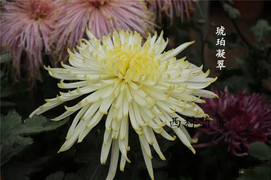 秋天啥花都可以不养，唯独这1种，100盆都不嫌多！