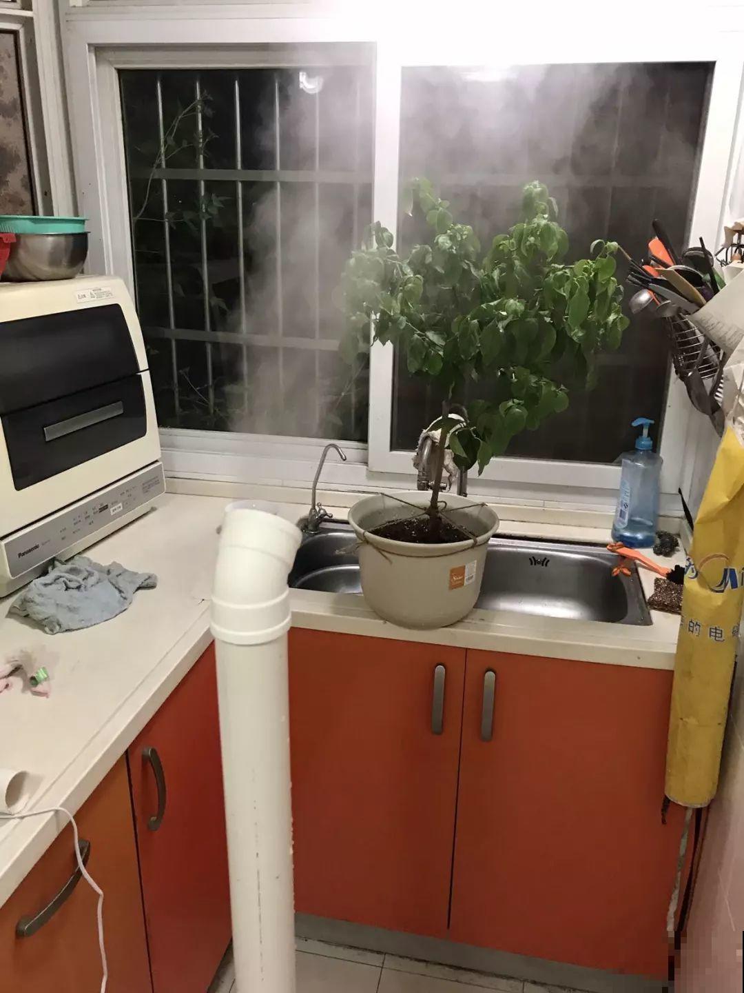 买回来就死翘翘，注意好这一点，开得比花店里还好